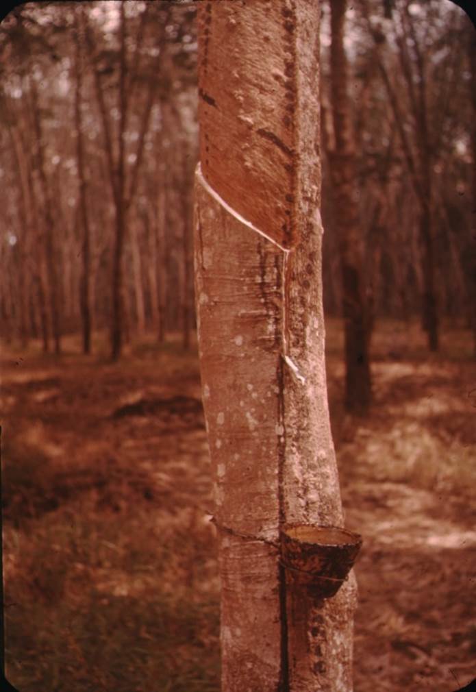 A picture containing tree, outdoor, wood, forest
Description automatically generated
